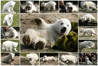 Knut